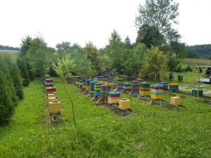 MIODOLAND польские ульи  пчелиная матка пчелиные отводки рои пчеловодство в Польше 06