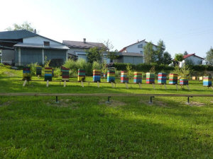 MIODOLAND польские ульи  пчелиная матка пчелиные отводки рои пчеловодство в Польше 12