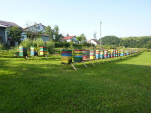 MIODOLAND польские ульи  пчелиная матка пчелиные отводки рои пчеловодство в Польше 14